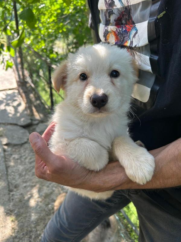“Poldo, cucciolo rimasto solo, sogna finalmente una famiglia” Foto 2